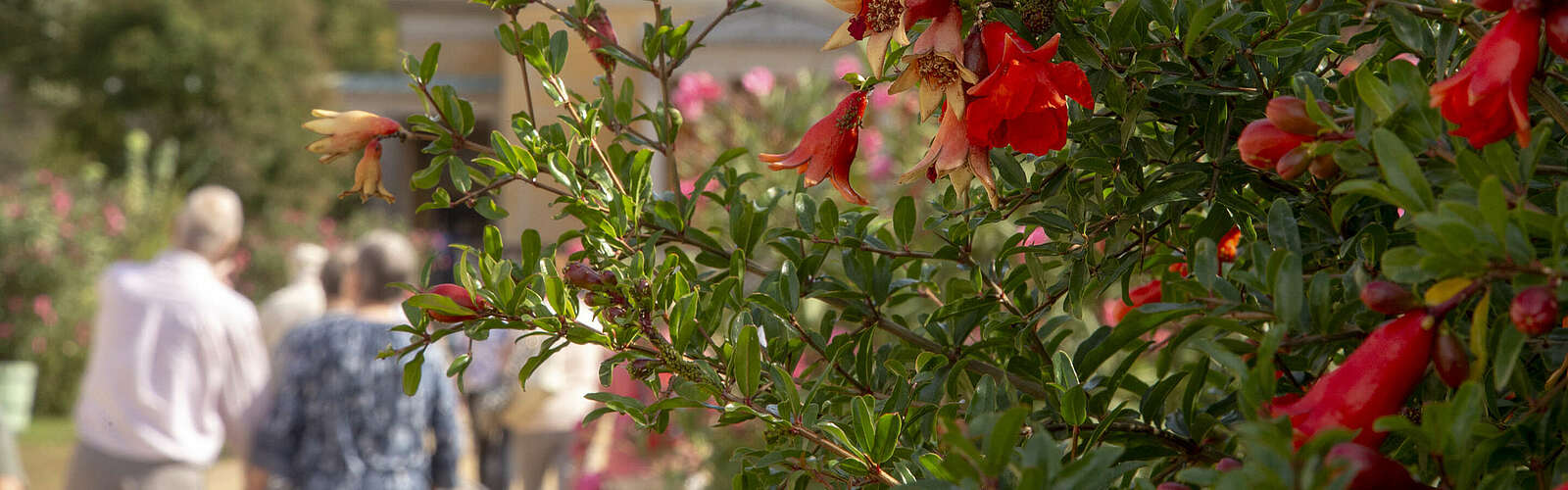 Granatapfelblüte im Park Sanssouci,
        
    

        
        
            Picture: Nadine Redlich